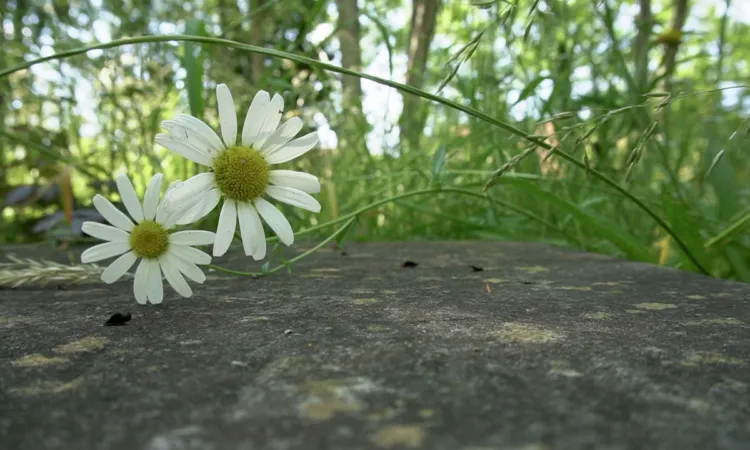 Part 3 Fieldwork in challenging times: Keeping your feet on the ground